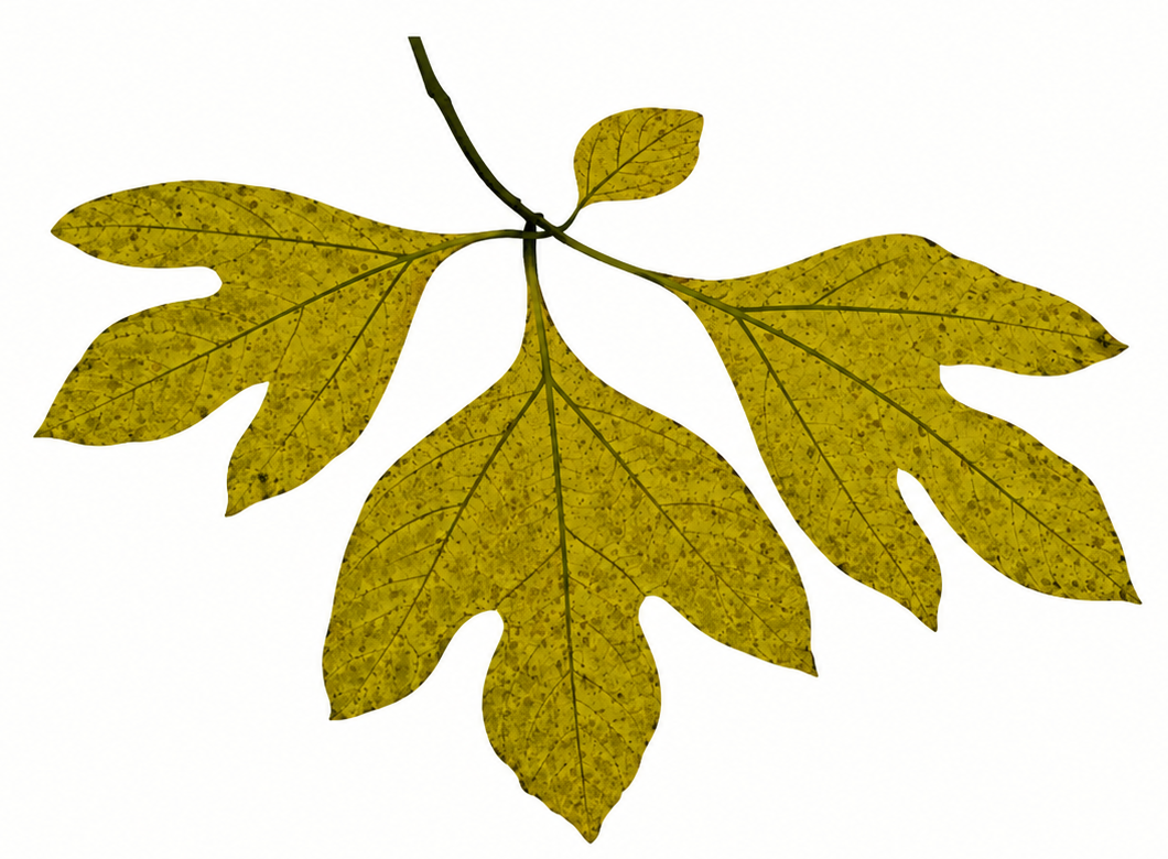 Understory Ecological Landscapes